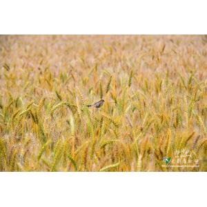 台中麥田