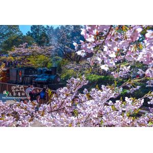 阿里山櫻花