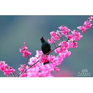 鳥類