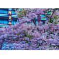 阿里山櫻花