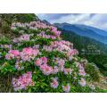 合歡山杜鵑