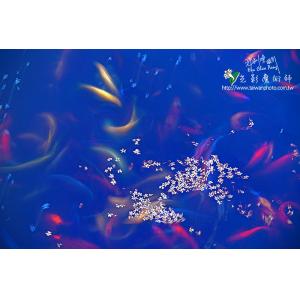 鯉魚戲桐花