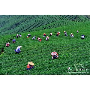 八卦茶園採茶
