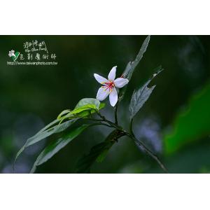 油桐花
