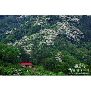 油桐花