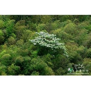 油桐花