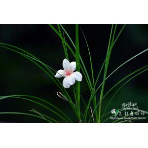 油桐花