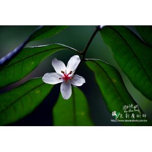 油桐花