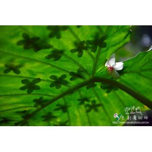 油桐花