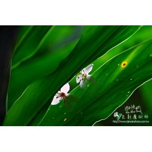 油桐花