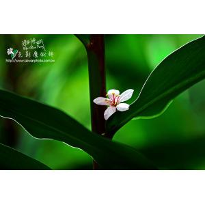 油桐花