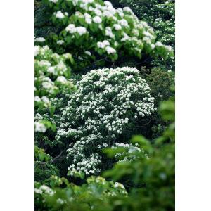 油桐花