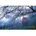 阿里山櫻花火車
