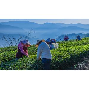 採茶