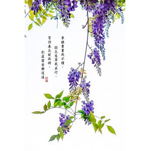紫藤