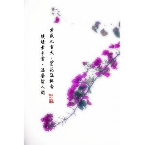 紫藤