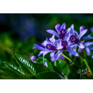 苦練花