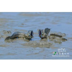 彈土魚