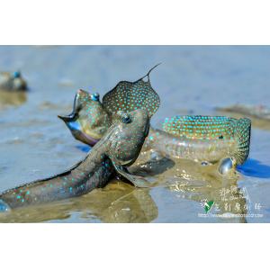 彈土魚