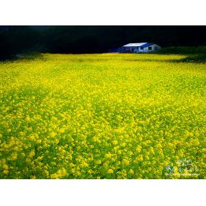 縱谷油菜花