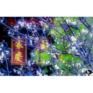 金廣福梅花