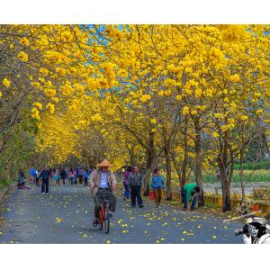嘉義黃金風鈴步道