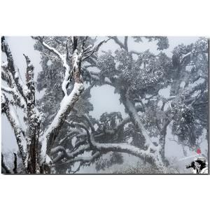 中橫宜蘭支線雪景