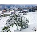 南山村雪景