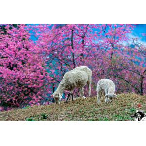 清境櫻花綿羊