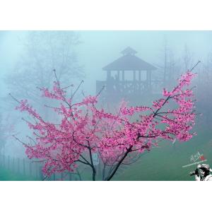 清境彌霧櫻花