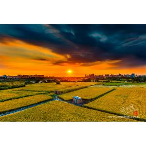 中正橋下稻田彩霞