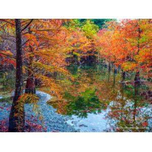 花蓮雲山水落羽松
