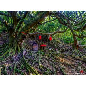 苗栗後龍白年榕樹土地公