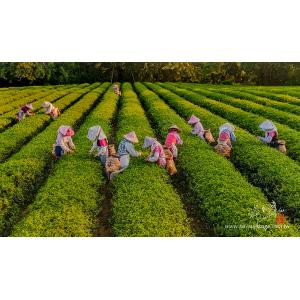 峨眉採茶