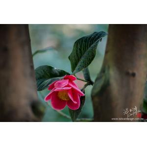 花卉