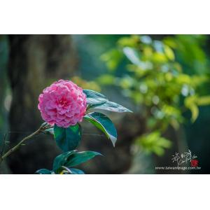 花卉