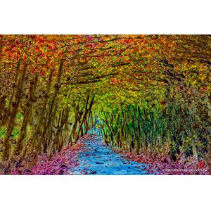 屏東內埔綠色隧道