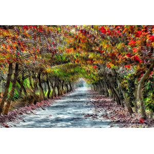 屏東內埔綠色隧道