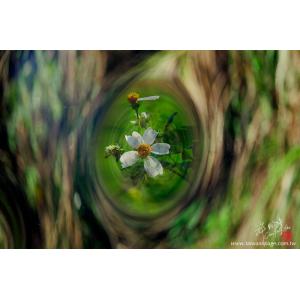 花卉