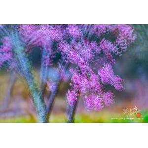 武陵櫻花