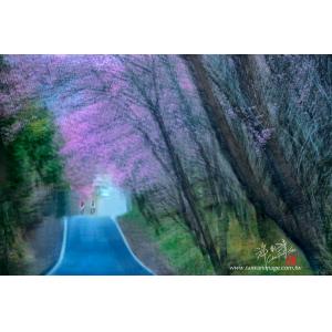 武陵櫻花道
