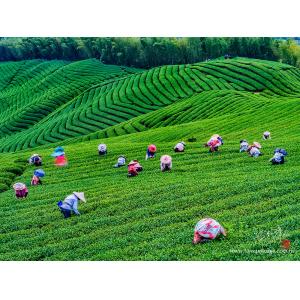 採茶