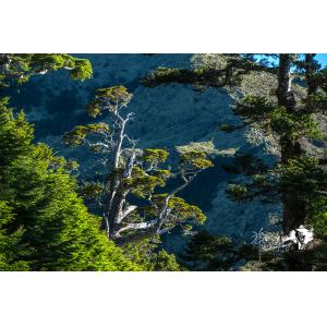 合歡山