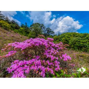 合歡山