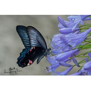 蝴蝶