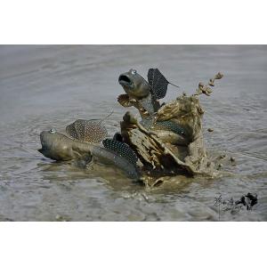 彈塗魚