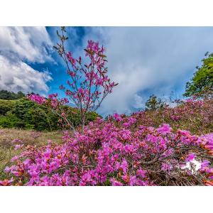 合歡山花季