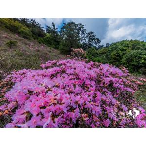 合歡山花季