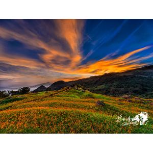 富里金針山
