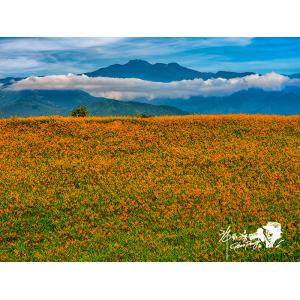 富里金針山